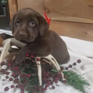 Chocolate Labrador Retriever