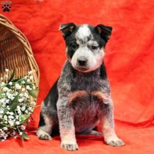 Blue Heeler – Australian Cattle Dog