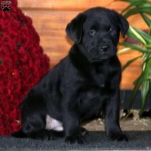 Black Labrador Retriever