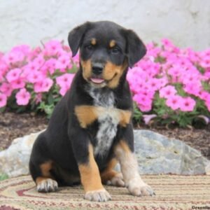 Rottweiler Mix