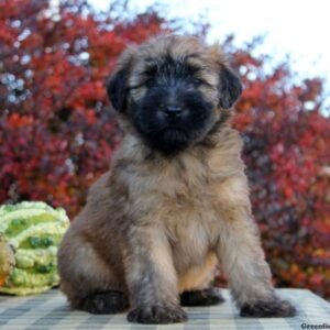 Soft Coated Wheaten Terrier