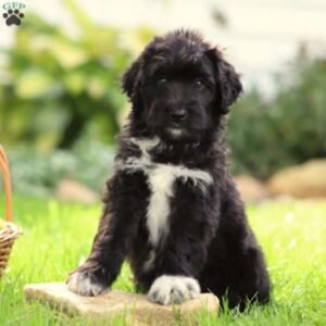 Aussiedoodle