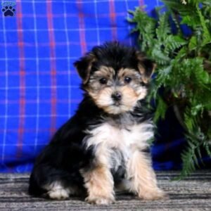 Morkie / Yorktese