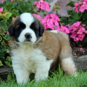 Saint Bernard