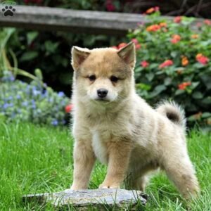 Shiba-ranian