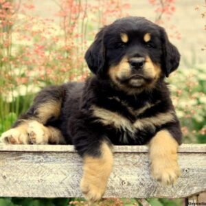 Bernese Golden Mountain Dog