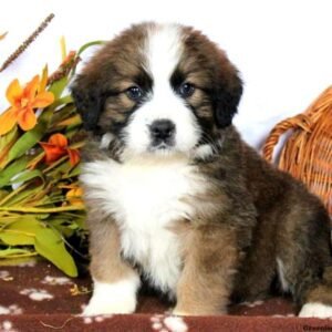 Kennel Free Puppies For Sale Sell Puppy At Kennel Free Puppies