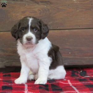 English Springer Spaniel Mix