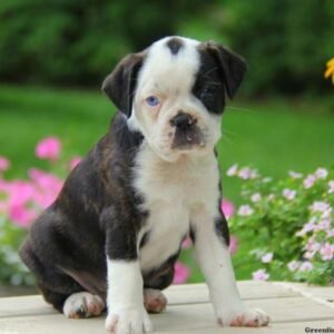 Boston Terrier Mix