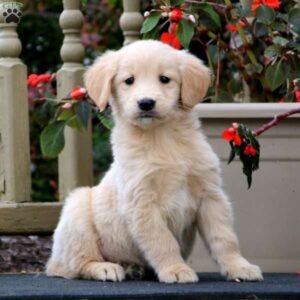 Golden Retriever Mix