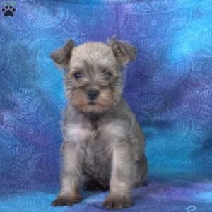 Miniature Schnauzer