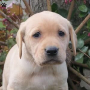 Yellow Labrador Retriever