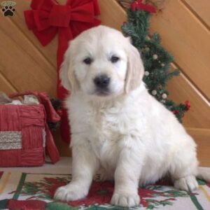 English Cream Golden Retriever