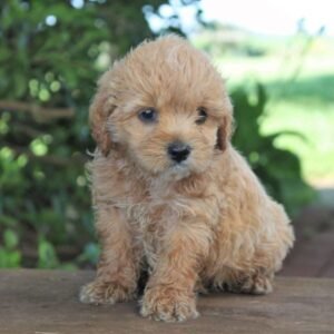 Cocker Spaniel Mix