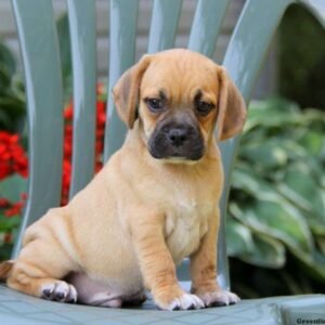 Puggle