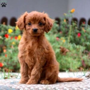 Cavalier King Charles Mix