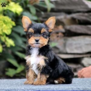 Yorkshire Terrier