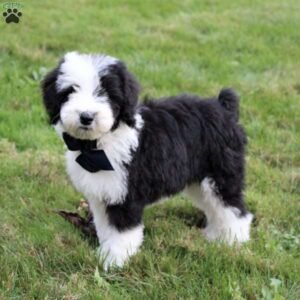 Sheepadoodle