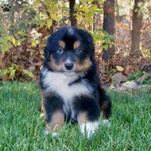 Miniature Australian Shepherd