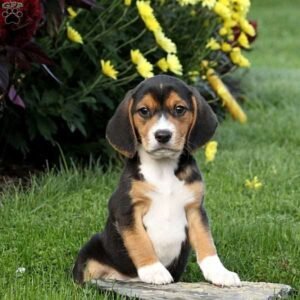 Beagle