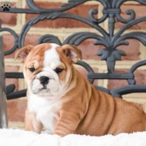 English Bulldog