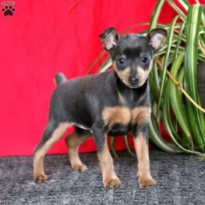 Miniature Pinscher