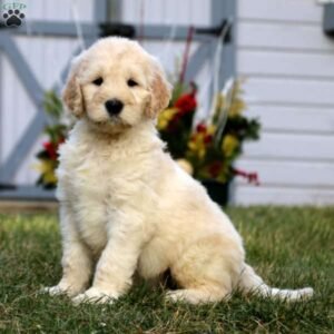 Goldendoodle