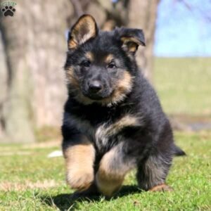 German Shepherd