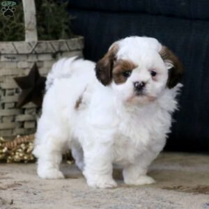 Shih Tzu