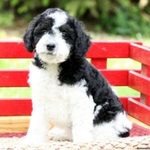 Schnoodle-Miniature