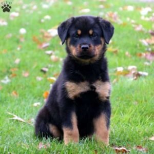 Rottweiler