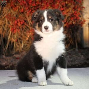 Border Collie Mix