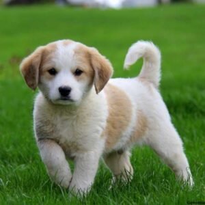 Great Pyrenees Mix