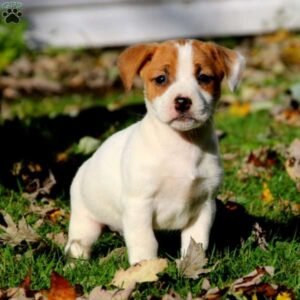 Jack Russell Mix