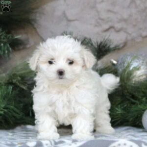 Maltese