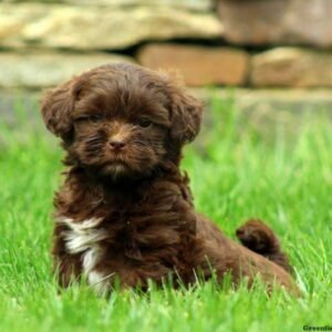 Shih-Poo