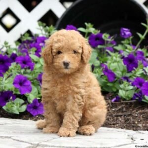 Toy Poodle