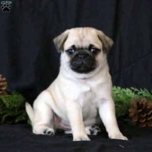 Pug