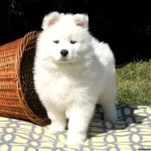 Samoyed