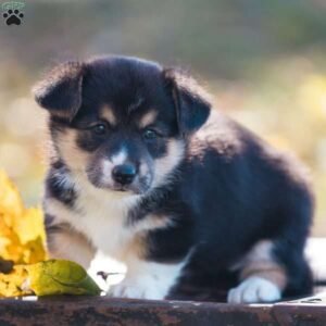 Pembroke Welsh Corgi