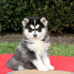 Pomsky