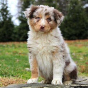 Australian Shepherd