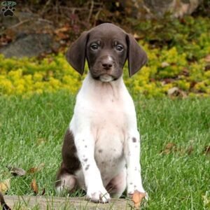 German Shorthaired Pointer