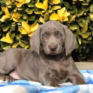 Weimaraner