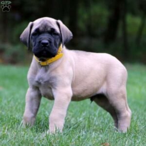 English Mastiff