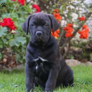 Cane Corso