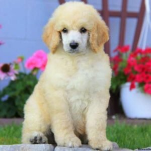 Standard Poodle