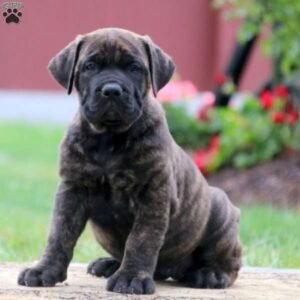 African Boerboel