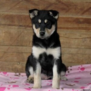 Norwegian Elkhound Mix