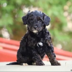 Miniature Poodle Mix